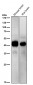 Anti-ERK1 MAPK3 Rabbit Monoclonal Antibody